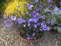 Non-gmo viscaria blau samen