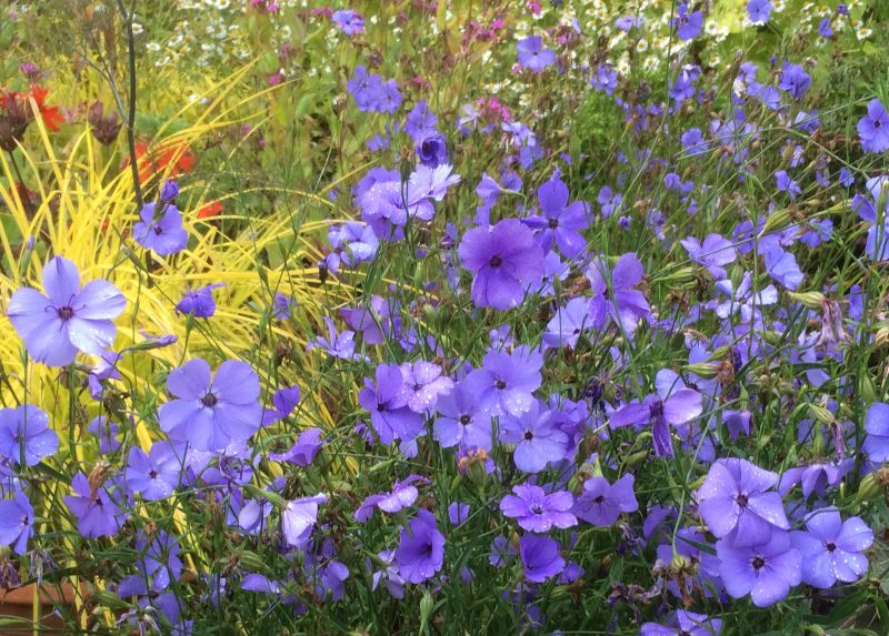 Ornamental viscaria blau flowering pflanze