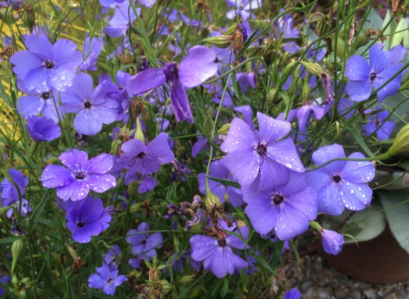 Viscaria blau blume samen for anpflanzung