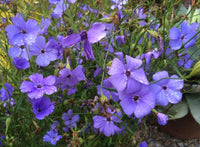 Viscaria blau blume samen for anpflanzung