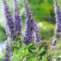 Chasteberry Blumensamen zur Aussaat leuchtend Blüten Traditionssorte & ohne Gentechnik Samen Hausgarten