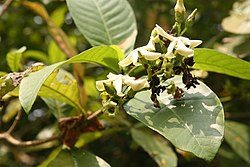 Voacanga Blumensamen zur Aussaat – duftend Blüten – Traditionssorte & ohne Gentechnik Samen Hausgarten