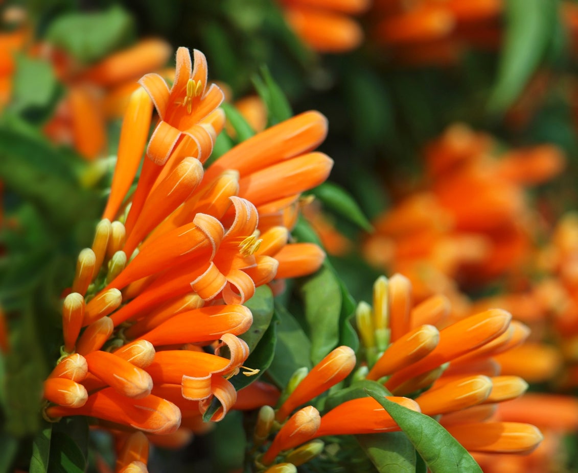Lonicera Ciliosa Blumensamen zur Aussaat kompakt Wuchs Traditionssorte & ohne Gentechnik Samen Hausgarten