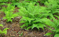 mehrfarbig Fern zur Aussaat hochwertige Qualitäts- Traditionssorte & ohne Gentechnik Samen Hausgarten