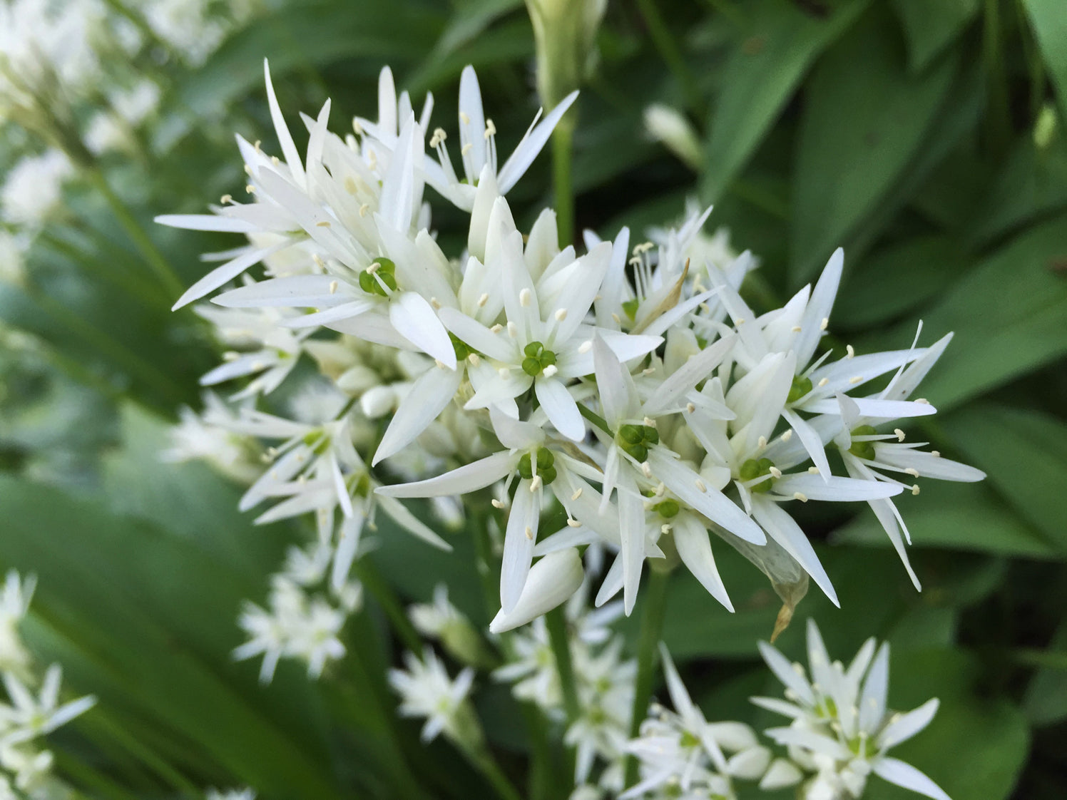 Ramsons Blumensamen zur Aussaat – ideal Rabatten – Traditionssorte & ohne Gentechnik Samen Hausgarten