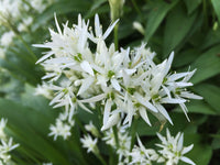 Ramsons Blumensamen zur Aussaat – ideal Rabatten – Traditionssorte & ohne Gentechnik Samen Hausgarten