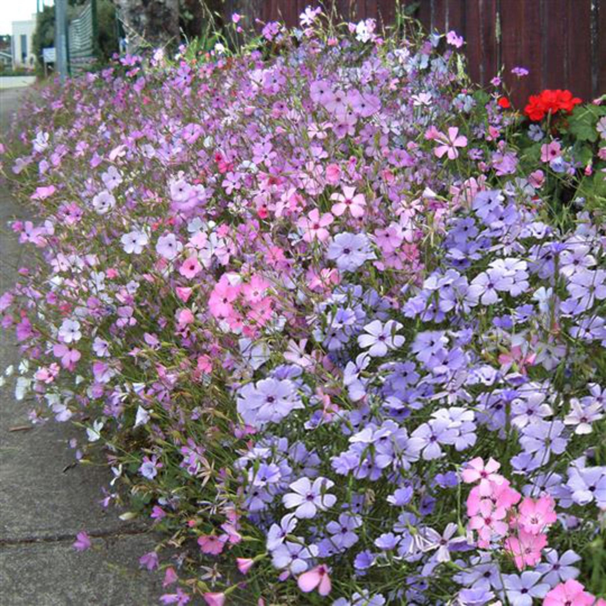Blau Viscaria Blumensamen zur Aussaat – duftend Blüten – Traditionssorte & ohne Gentechnik Samen Hausgarten