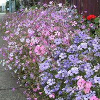 Blau Viscaria Blumensamen zur Aussaat – duftend Blüten – Traditionssorte & ohne Gentechnik Samen Hausgarten