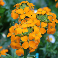 Orange Siberian Wallflower Samen zur Aussaat – leuchtend Blüten