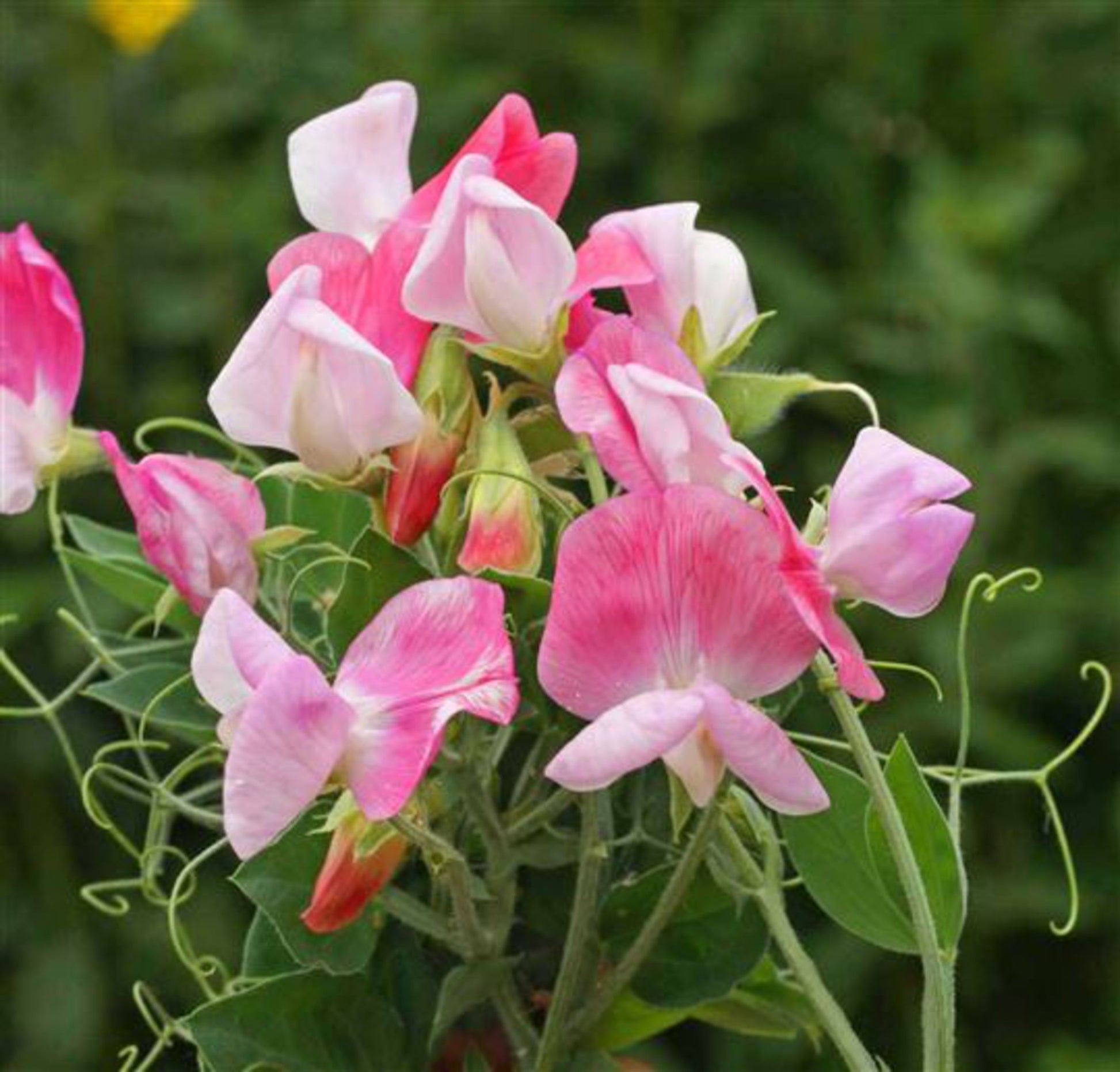 Wicke Cupid Blumensamen zur Aussaat Anzucht Traditionssorte & ohne Gentechnik Samen Hausgarten