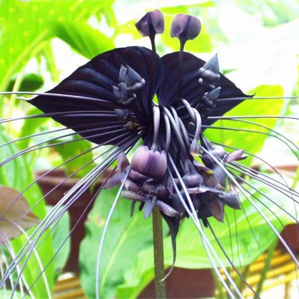 Butterfly orchid blume samen for anpflanzung - fragrant blossoms, heirloom & gmo free samen for home garten
 
 sale for anpflanzung in home garten.
