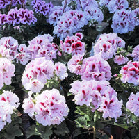 hell Rosa Univalve Geranie Blumensamen zur Aussaat – leuchtend – Traditionssorte & ohne Gentechnik Samen Hausgarten
