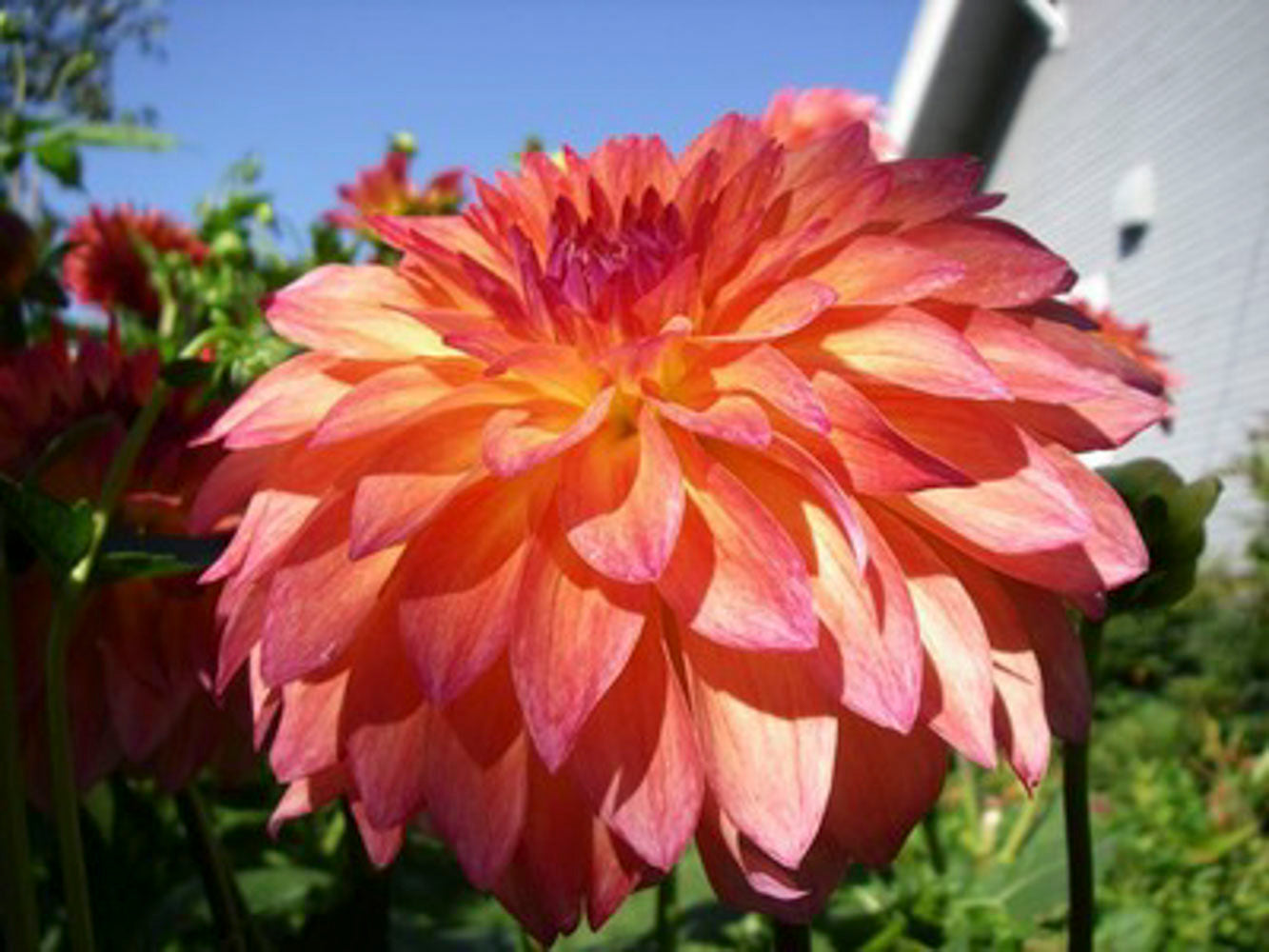 September Morn Dahlie Blumensamen zur Aussaat – duftend Blüten – Traditionssorte & ohne Gentechnik Samen Hausgarten