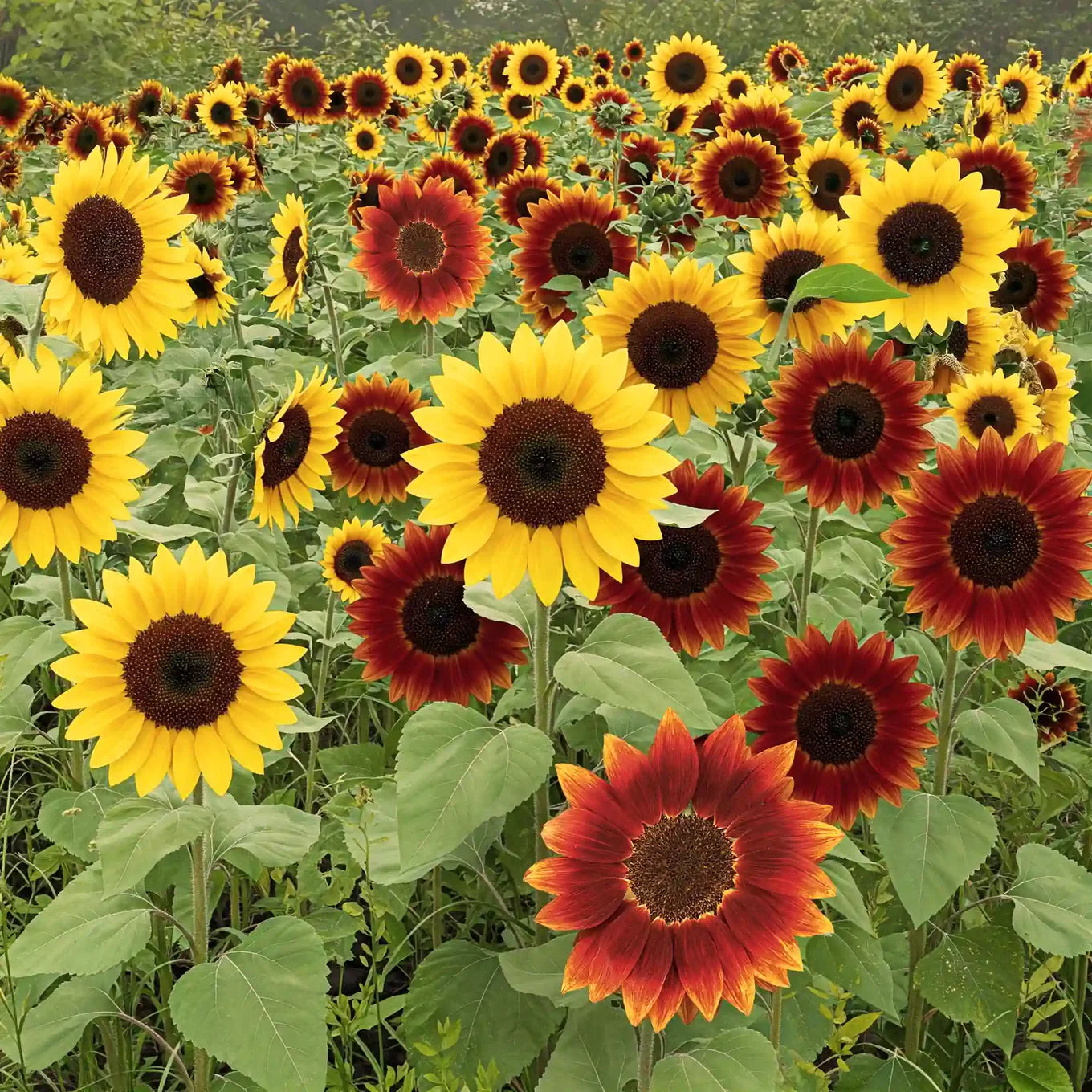 Gemischt Sonnenblume Samen zur Aussaat – kompakt Wuchs – Traditionssorte & ohne Gentechnik Samen Hausgarten