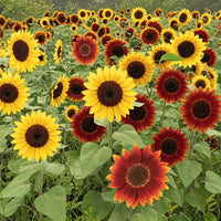Gemischt Sonnenblume Samen zur Aussaat – kompakt Wuchs – Traditionssorte & ohne Gentechnik Samen Hausgarten