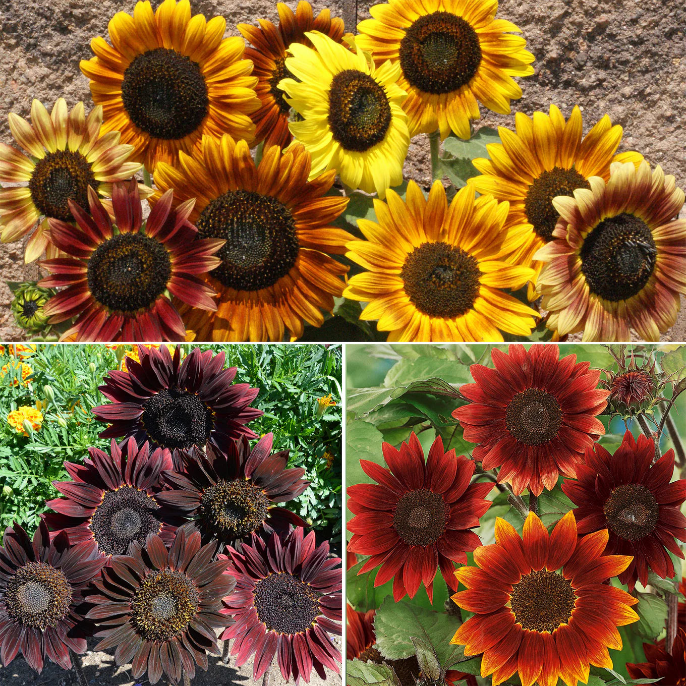 Rot Mischung Sonnenblume mehrjährig Blumensamen zur Aussaat kompakt Wuchs Traditionssorte & ohne Gentechnik Samen Hausgarten