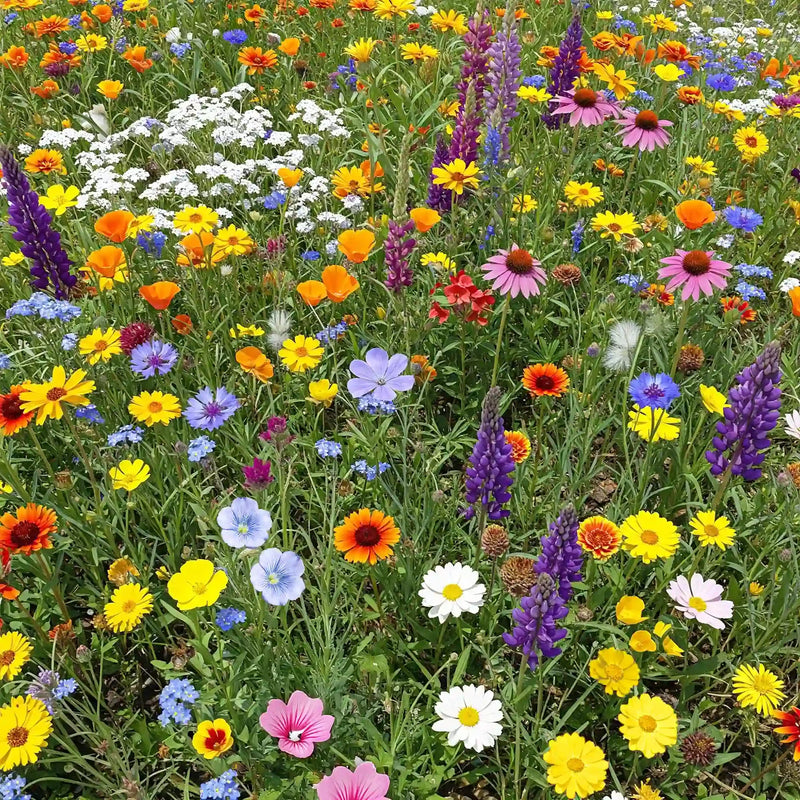 Mischung Succulent Blumensamen Blumensamen zur Aussaat Bestäuber freundlich Traditionssorte & ohne Gentechnik Samen Hausgarten