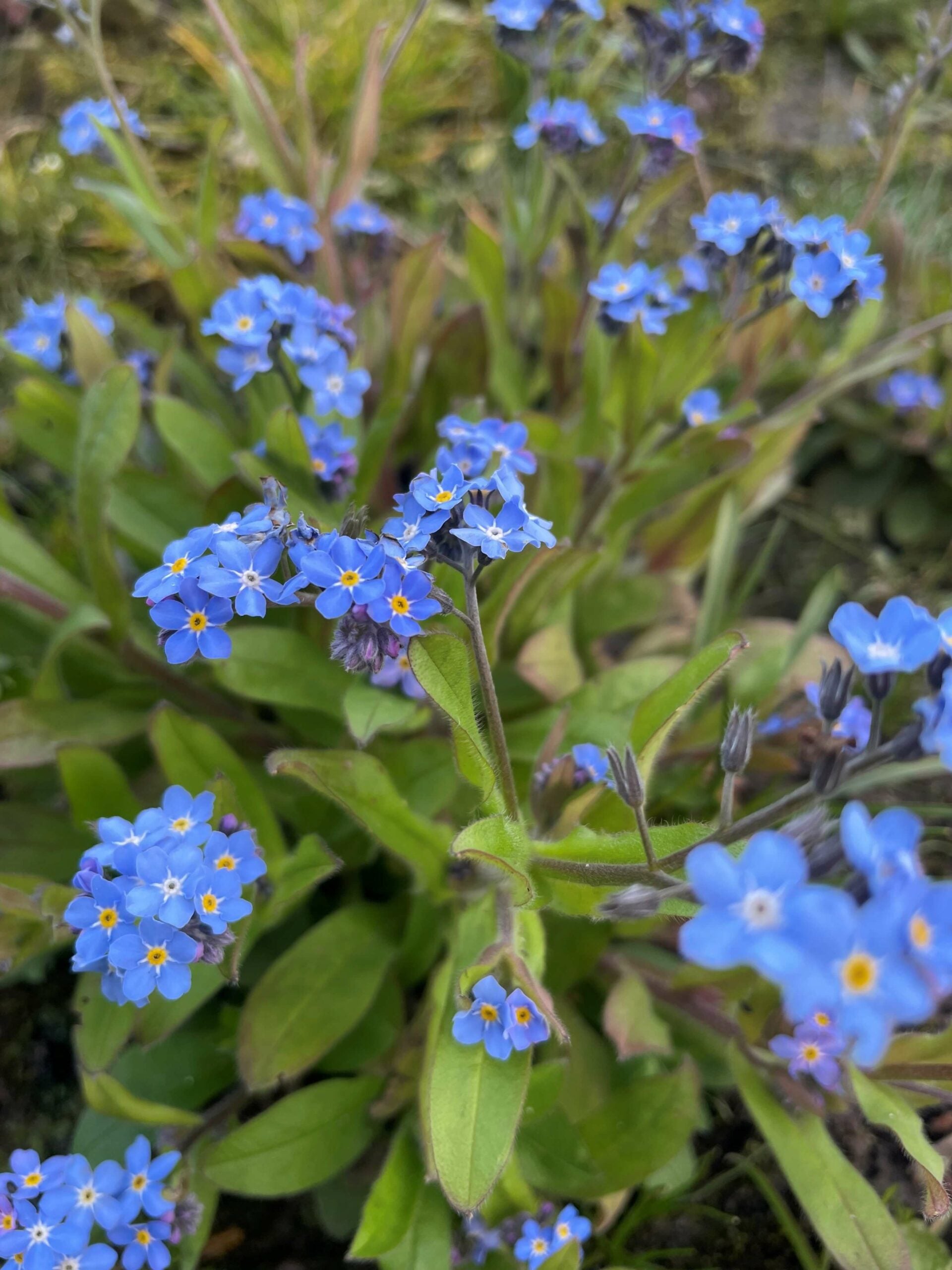 Alpine Vergissmeinnicht Blumensamen zur Aussaat – lang Blüte Saison – Traditionssorte & ohne Gentechnik Samen Hausgarten