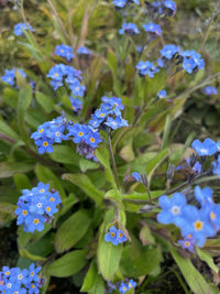 Alpine Vergissmeinnicht Blumensamen zur Aussaat – lang Blüte Saison – Traditionssorte & ohne Gentechnik Samen Hausgarten