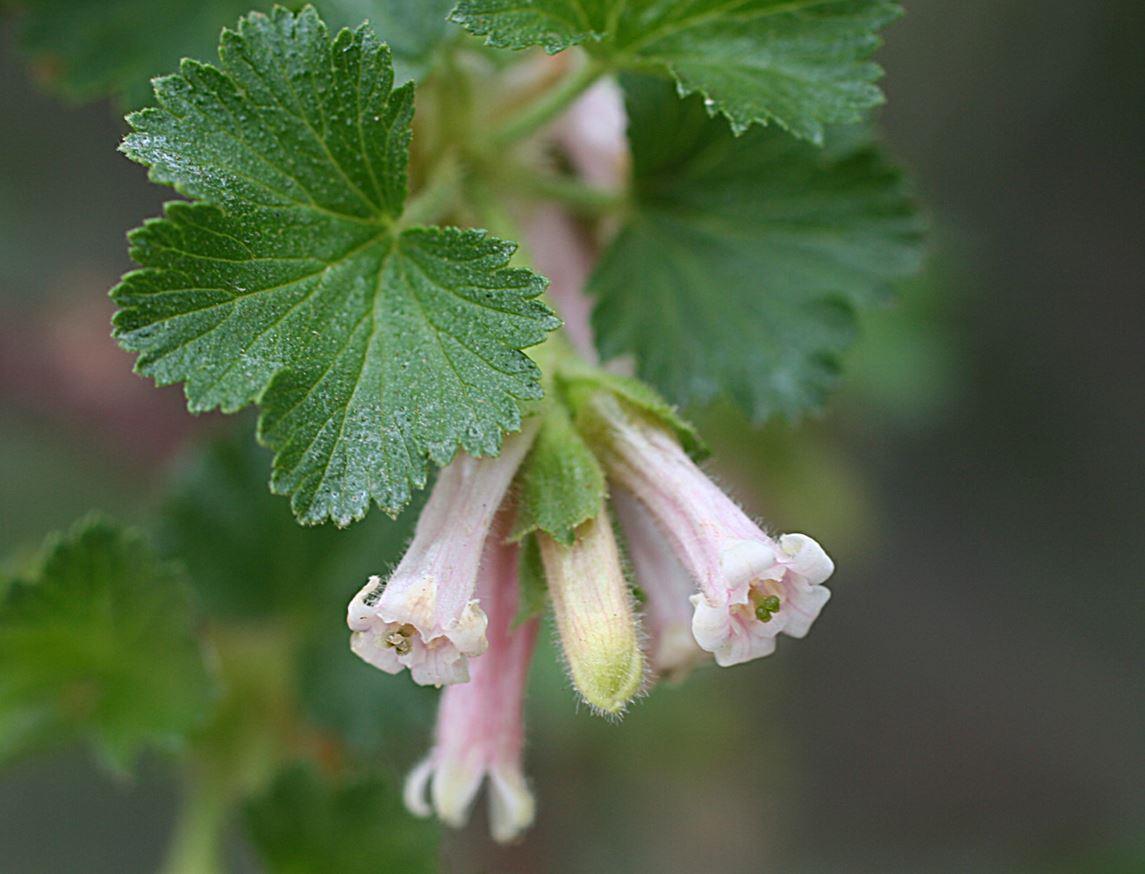 Rosa Ribes Cereum Blumensamen zur Aussaat – kompakt Wuchs – Traditionssorte & ohne Gentechnik Samen Hausgarten