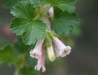 Rosa Ribes Cereum Blumensamen zur Aussaat – kompakt Wuchs – Traditionssorte & ohne Gentechnik Samen Hausgarten