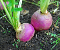 Seventop Turnip Planting Samen - Seed for Abundant Harvest and Fast-Growing Gemüses, Ideal for Home Gardens and Farms
