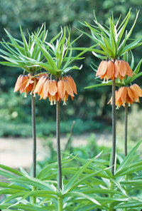 Imperialis Blumensamen zur Aussaat – Halbschatten verträglich – Traditionssorte & ohne Gentechnik Samen Hausgarten