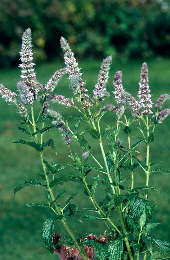 Mint Blumensamen zur Aussaat Halbschatten verträglich Traditionssorte & ohne Gentechnik Samen Hausgarten