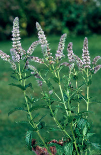 Mint Blumensamen zur Aussaat Halbschatten verträglich Traditionssorte & ohne Gentechnik Samen Hausgarten