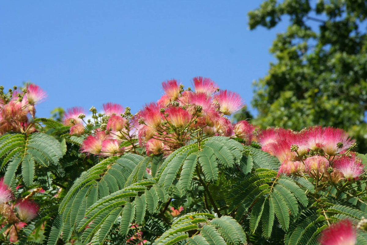 Albizia (albizia julibrissin) samen for anpflanzung in home garten