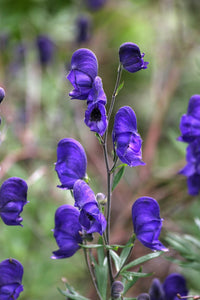 Aconite Blumensamen Aussaat Leitfaden: Expert Tips Successful Wuchs