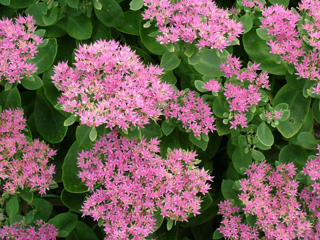 Spectabile Blumensamen zur Aussaat – pflegeleicht – Traditionssorte & ohne Gentechnik Samen Hausgarten