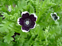 Schwarz Menziesii Blumensamen zur Aussaat – Traditionssorte – ohne Gentechnik – Keimung Border Garten Samen