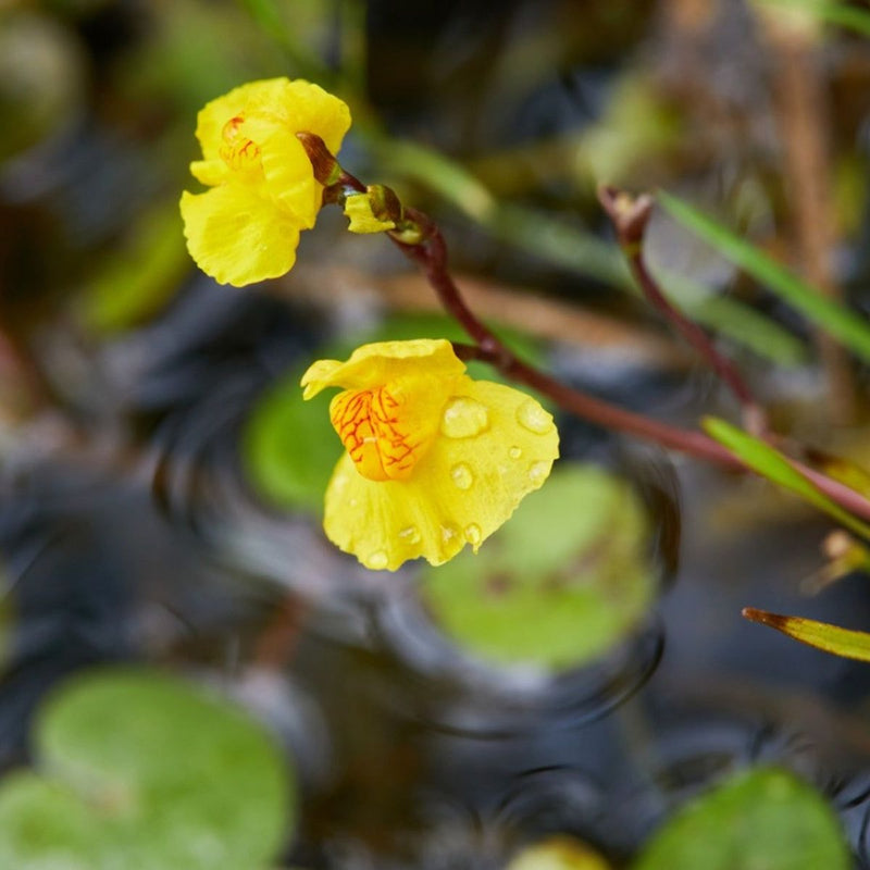 Bladderwort Blumensamen zur Aussaat Anzucht einzigartig Aquatic Blüten
