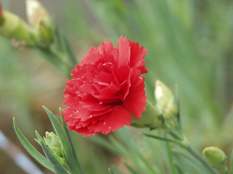 Variedad tradicional de clavel, semillas de flores para sembrar, tolera la semisombra, variedad tradicional y sin ingeniería genética, semillas para el jardín doméstico