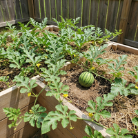 Wassermelonen Samen Sommermelonen