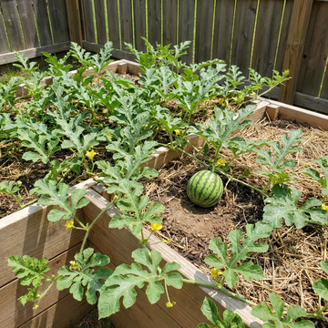 Wassermelonen Samen Sommermelonen