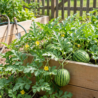 Wassermelonen Samen Sommermelonen