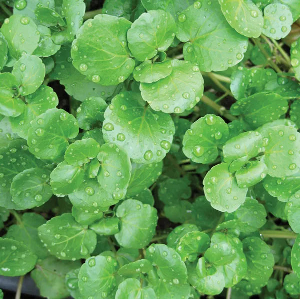 Watercress Blumensamen zur Aussaat ideal Rabatten Traditionssorte & ohne Gentechnik Samen Hausgarten
