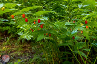 Wassermelonen beere Fruchtsamen für einfaches Anpflanzen