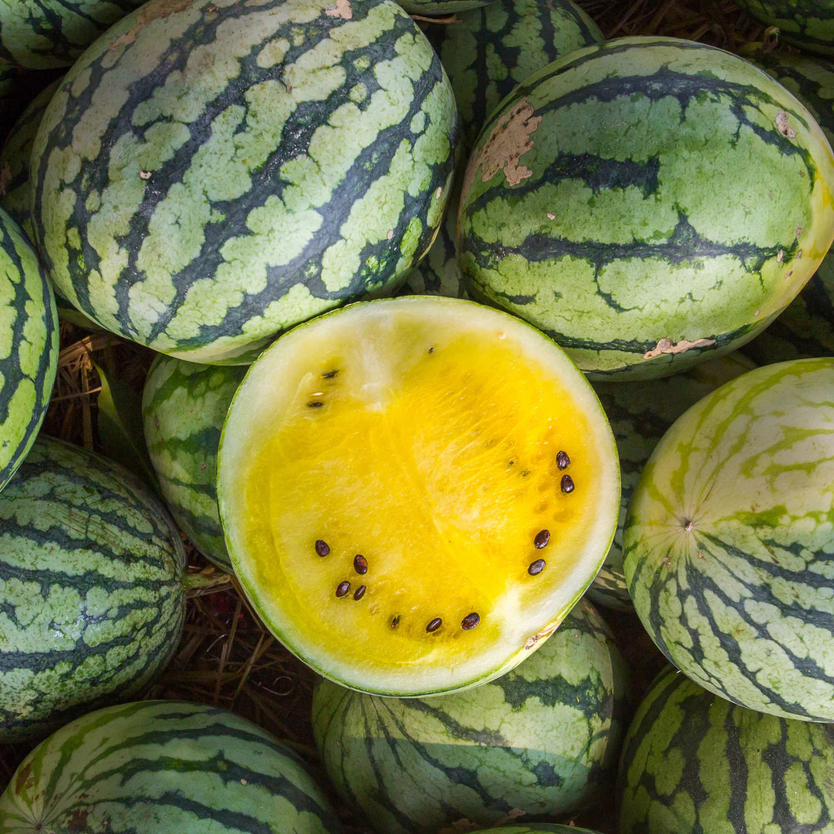Gelbe Wassermelone für Samen einfaches Anpflanzen
