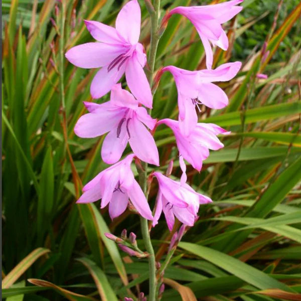 Watsonia Borbonica Blumensamen zur Aussaat Wildblume Mischung Traditionssorte & ohne Gentechnik Samen Hausgarten