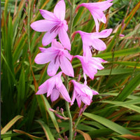 Watsonia Borbonica Blumensamen zur Aussaat Wildblume Mischung Traditionssorte & ohne Gentechnik Samen Hausgarten