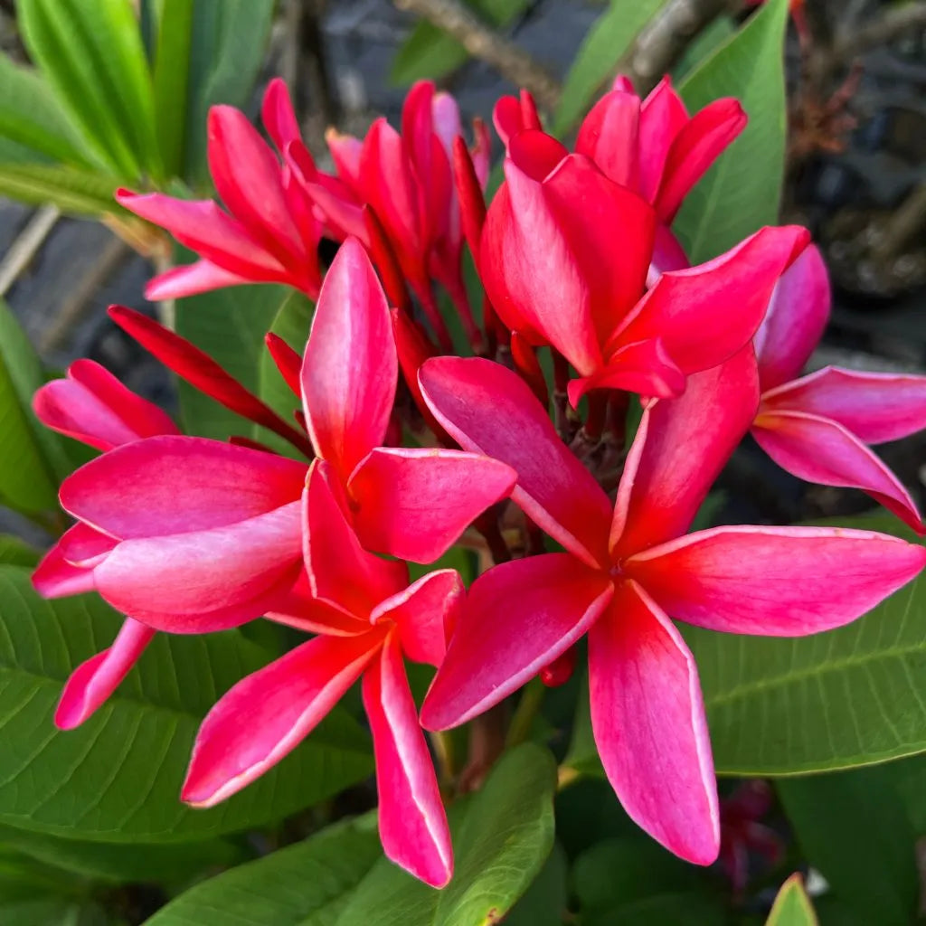 Rot Frangipani Blumensamen zur Aussaat – ideal Rabatten – Traditionssorte & ohne Gentechnik Samen Hausgarten