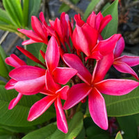 Rot Frangipani Blumensamen zur Aussaat – ideal Rabatten – Traditionssorte & ohne Gentechnik Samen Hausgarten