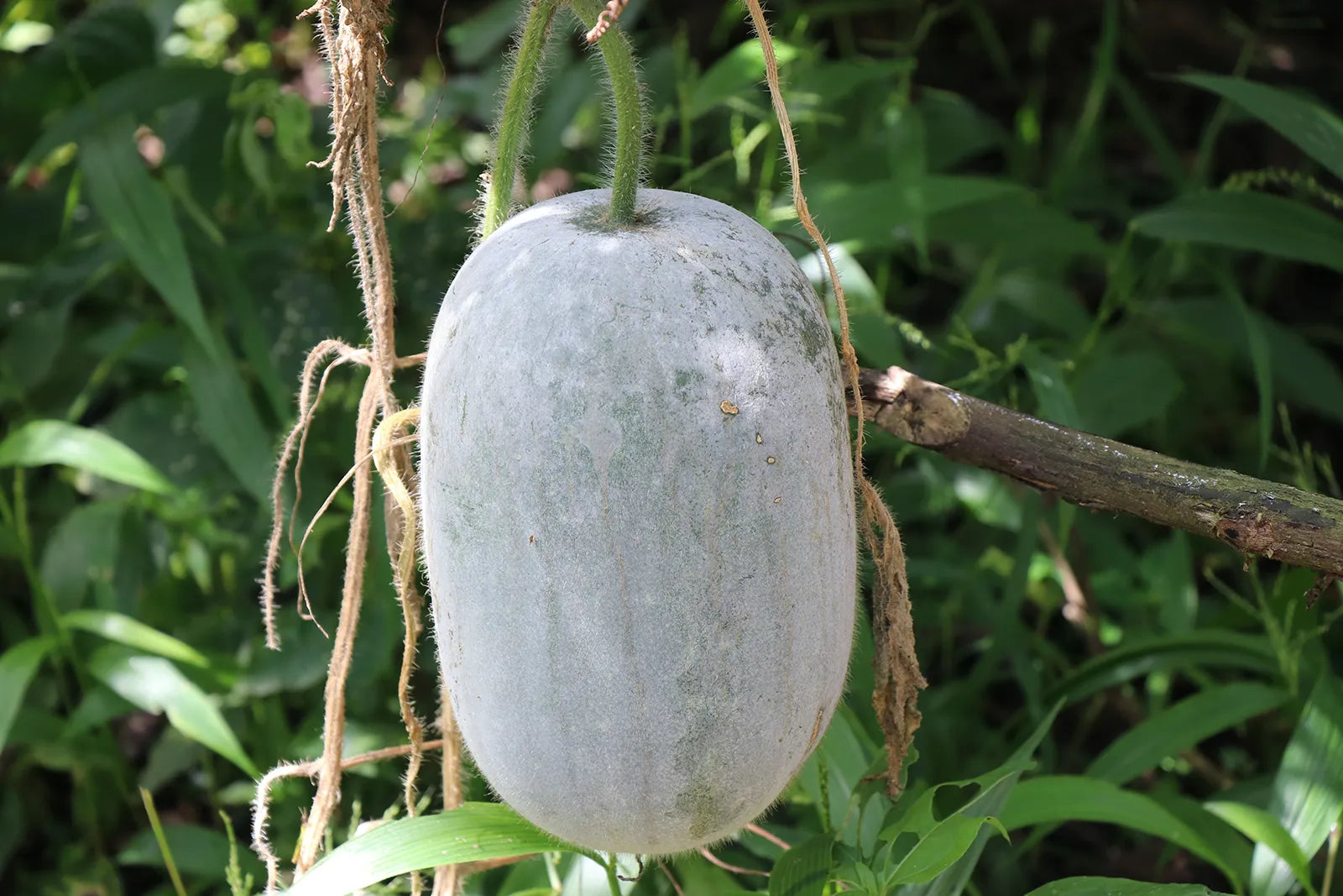 Benincasa Gemüsesamen Planting Guide: Year-Round Growing Made Easy