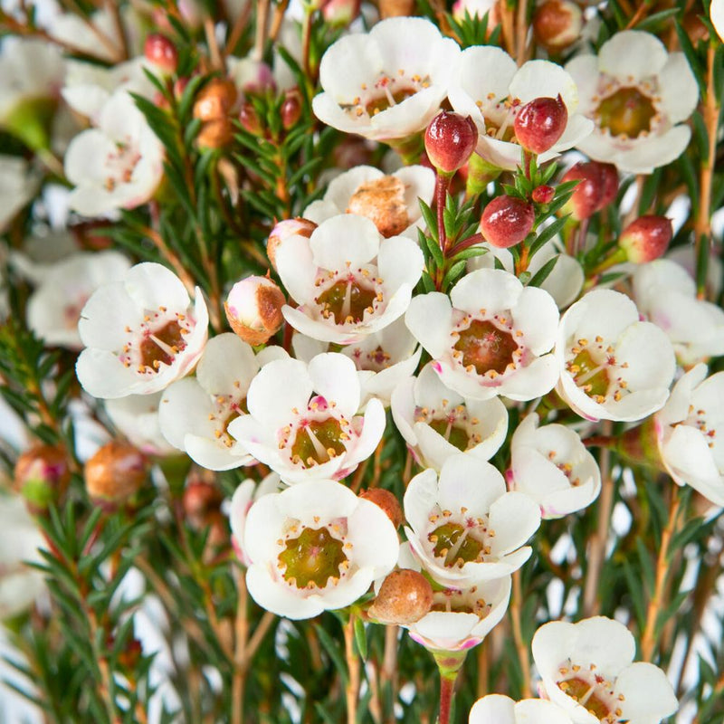 Gemischt Wax Blumensamen zur Aussaat – saisonal Dauerblüher – Traditionssorte & ohne Gentechnik Samen Hausgarten