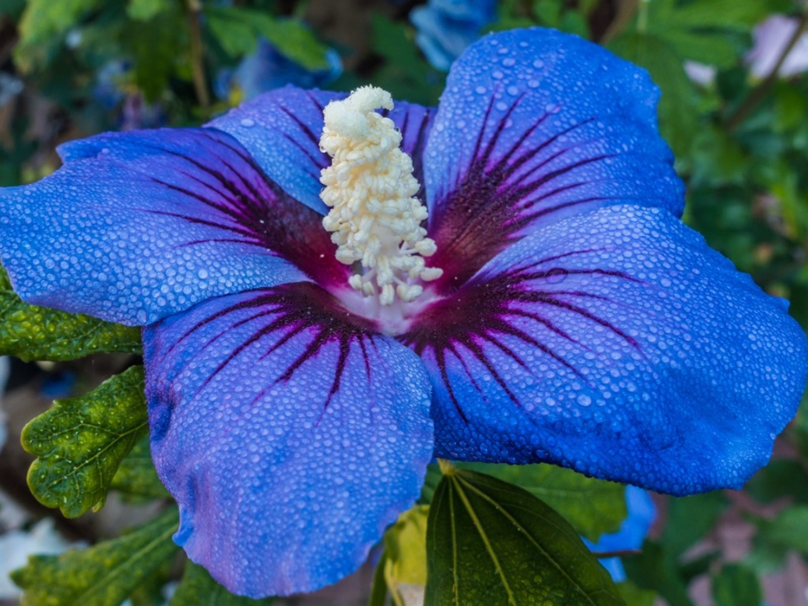 tief Blau Hibiskus Blumensamen zur Aussaat hochwertige Qualitäts- Traditionssorte & ohne Gentechnik Samen Hausgarten