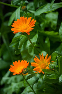 Calendula Officinalis Blumensamen zur Aussaat – Anzucht – Traditionssorte & ohne Gentechnik Samen Hausgarten