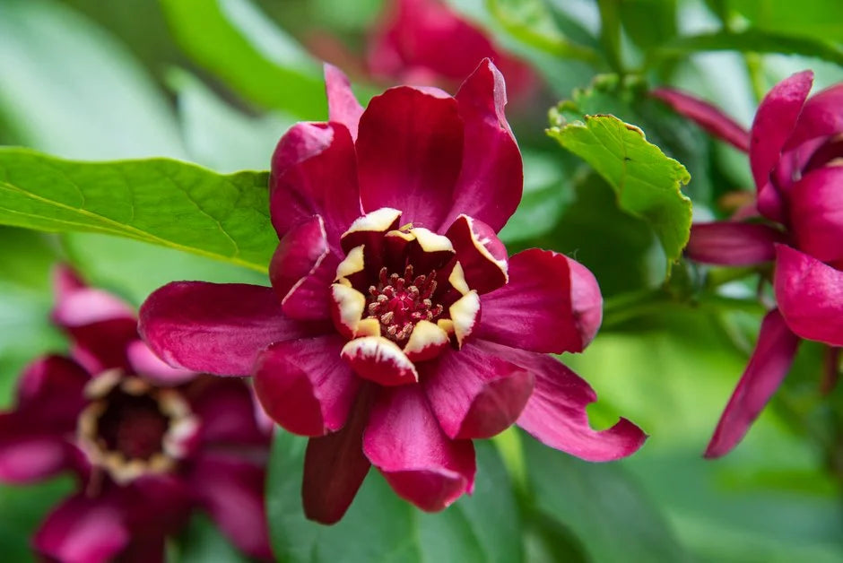 Rot Calycanthus Blumensamen zur Aussaat – duftend Blüten – Traditionssorte & ohne Gentechnik Samen Hausgarten